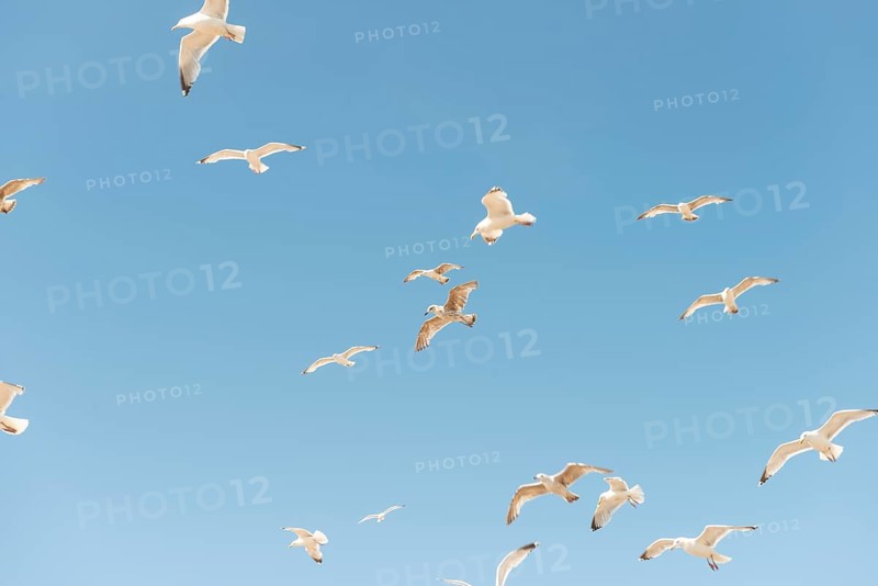 Black-headed gulls (Chroicocephalus ridibundus) and European herring gulls (Larus argentatus) in flight against blue sky