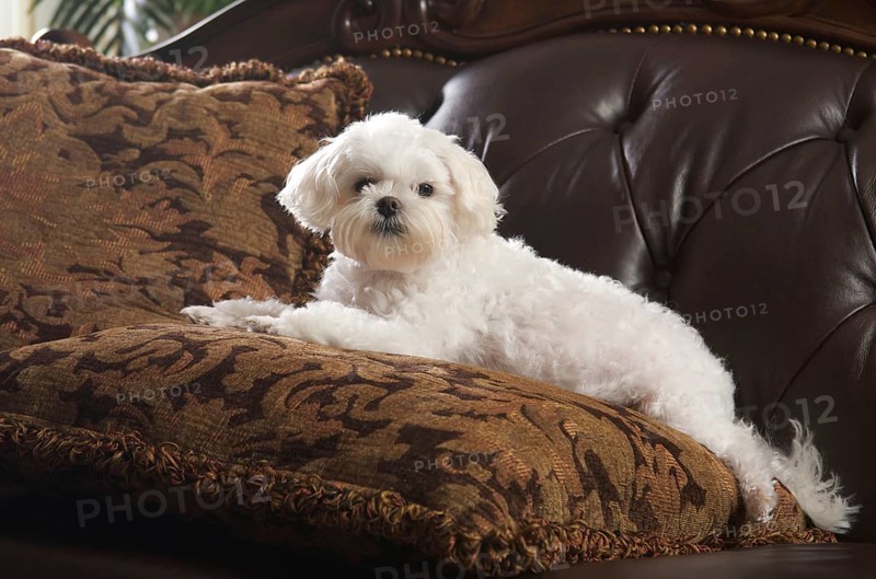 Maltese puppy relaxing on her pillow on the couch