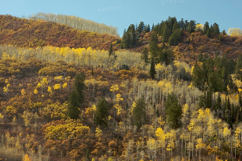 Colorful aspen pines against deep blue sky