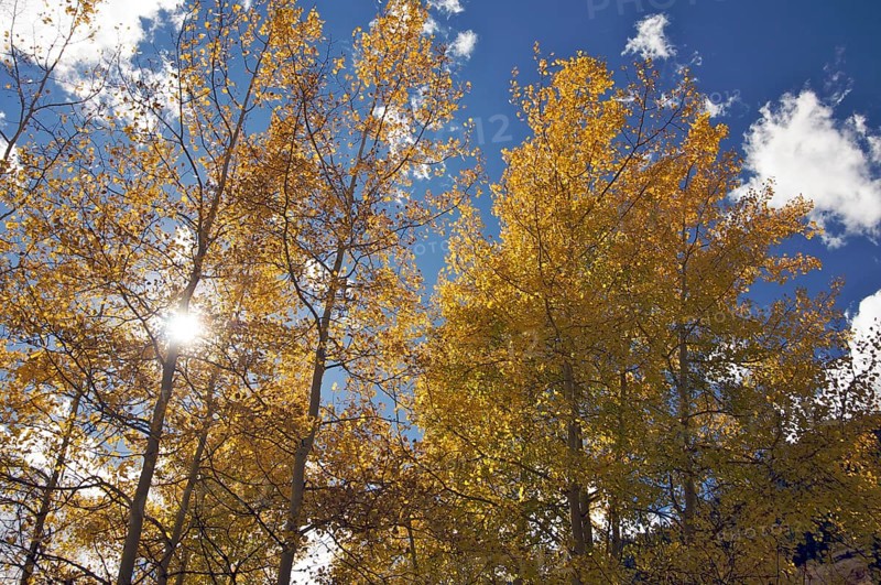 Colorful aspen pines against deep blue sky