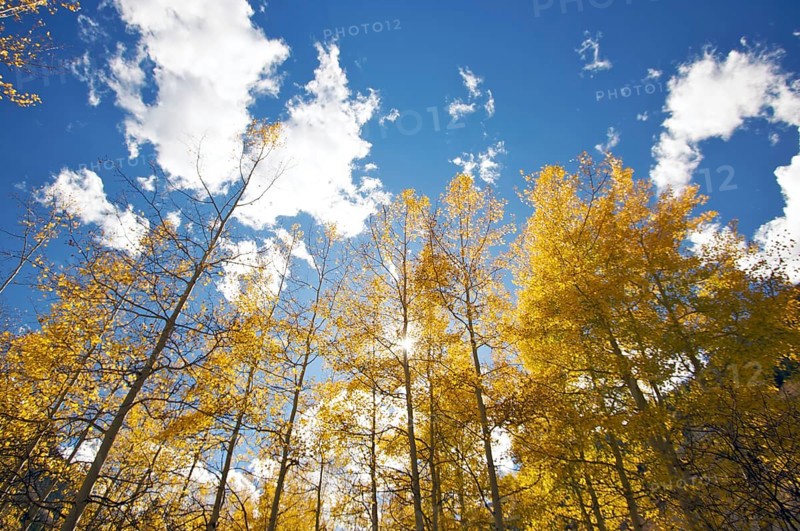 Colorful aspen pines against deep blue sky