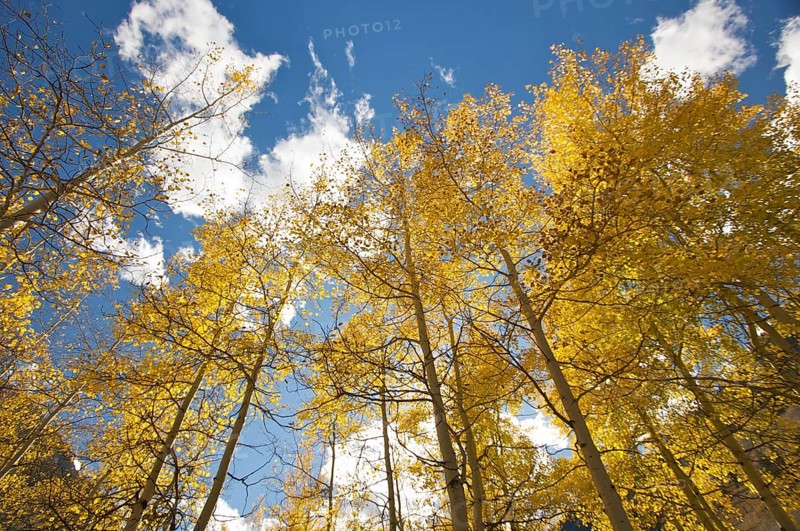 Colorful aspen pines against deep blue sky