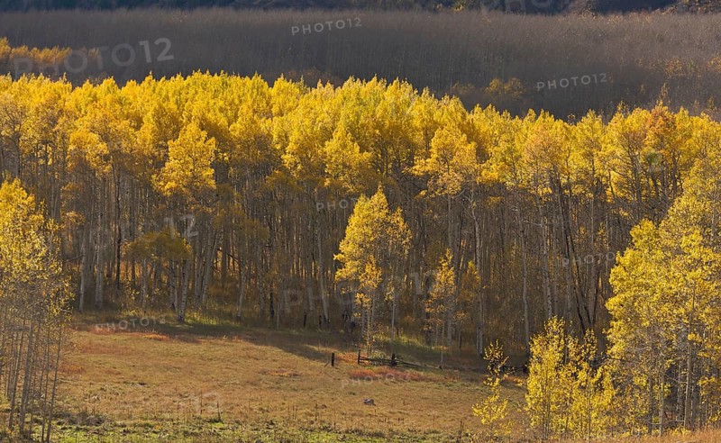 Aspen pines changing color before winter