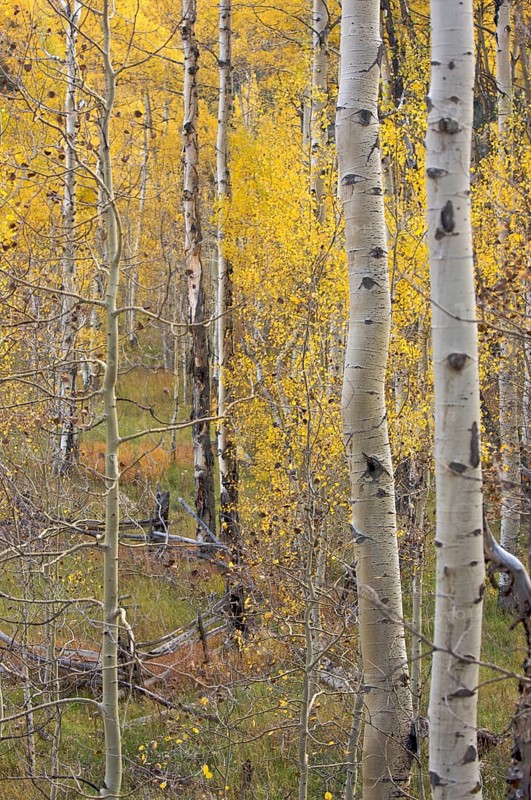 Aspen pines changing color before winter