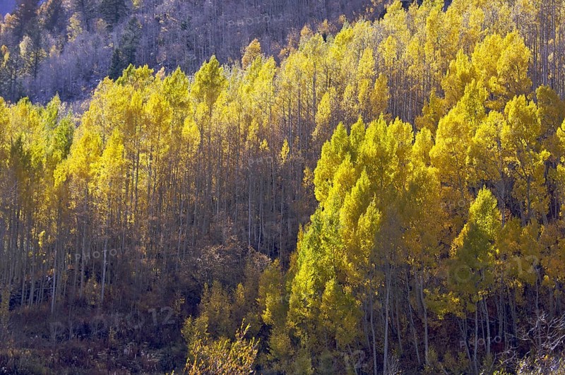 Aspen pines changing color against the mountain side