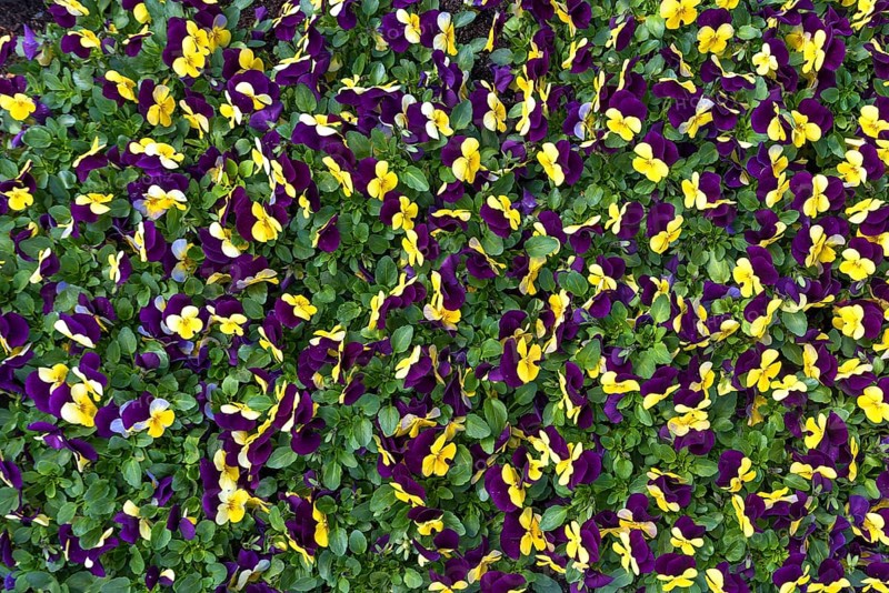 Flowering pansies (Viola)