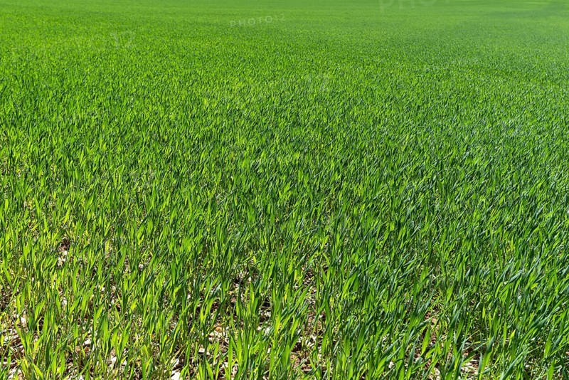 Young germinating wheat (Triticum aestivum) field