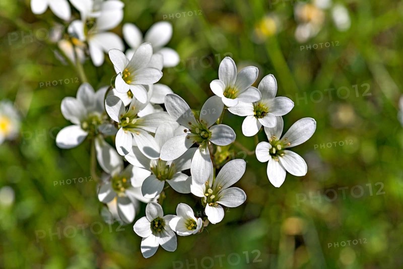 Blossoms of the nodule saxifrage (Saxifraga granulata)