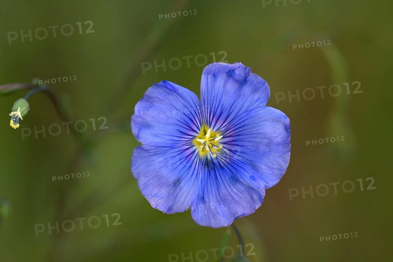 Flower of common flax (Linum usitatissimum)