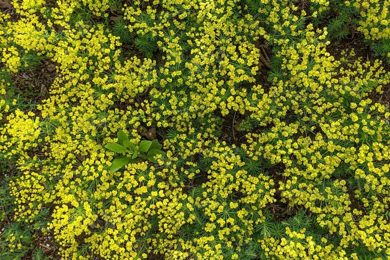 Cypress spurge (Euphorbia cyparissias)