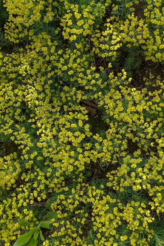Cypress spurge (Euphorbia cyparissias)