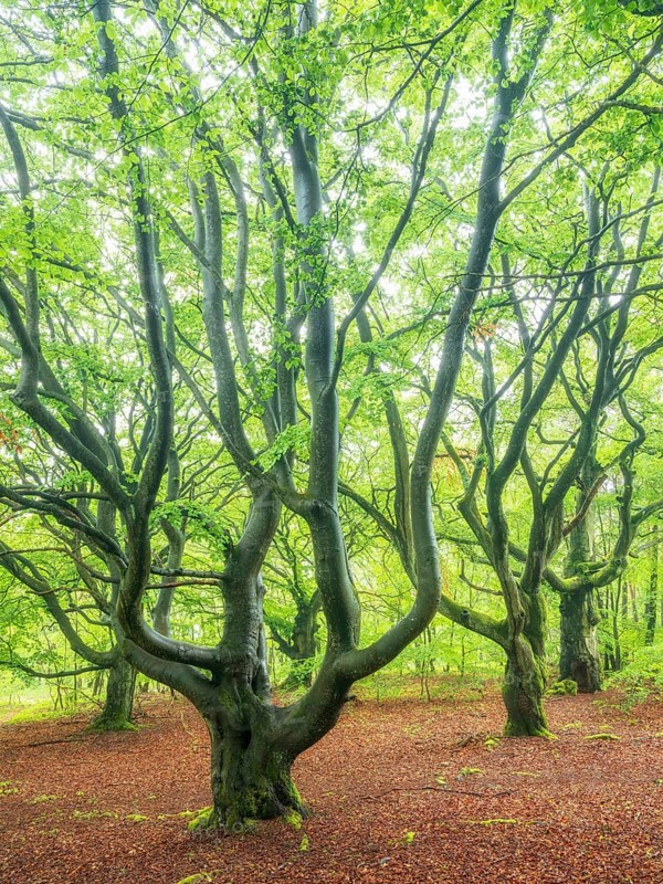 Ancient beech forest in spring