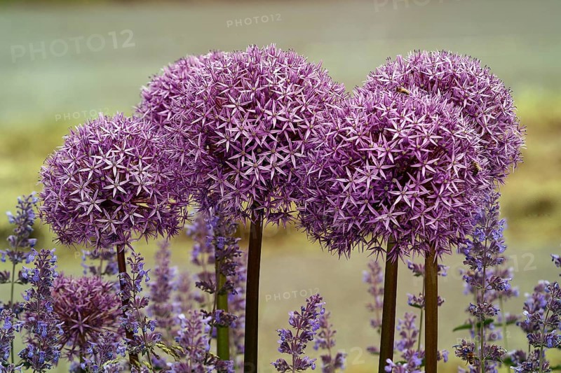 Purple ornamental leek (Allium) and catmint (Lamiaceae) Germany