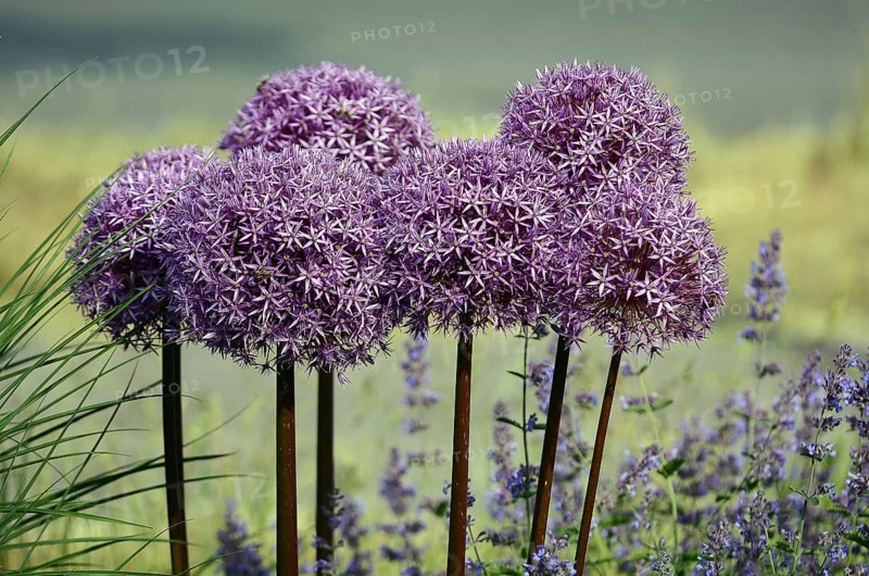 Purple ornamental leek (Allium) and catmint (Lamiaceae) Germany