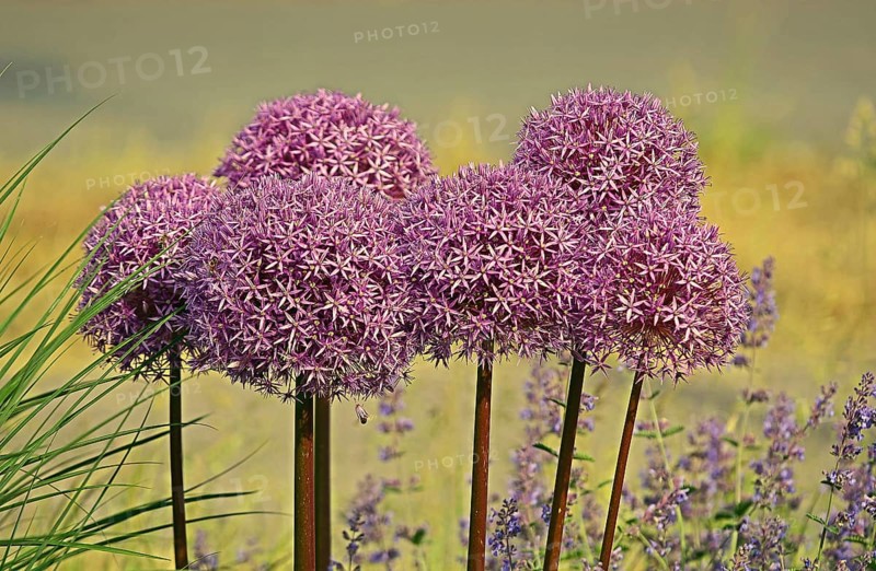 Purple ornamental leek (Allium) and catmint (Lamiaceae) Germany