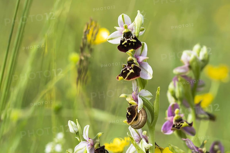 Flowers of the Late spider-orchid (Ophrys fuciflora)