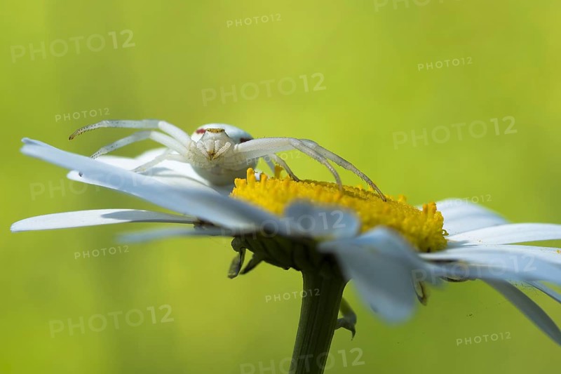 Goldenrod crab spider (Misumena vatia) in lurking position on daisy flower