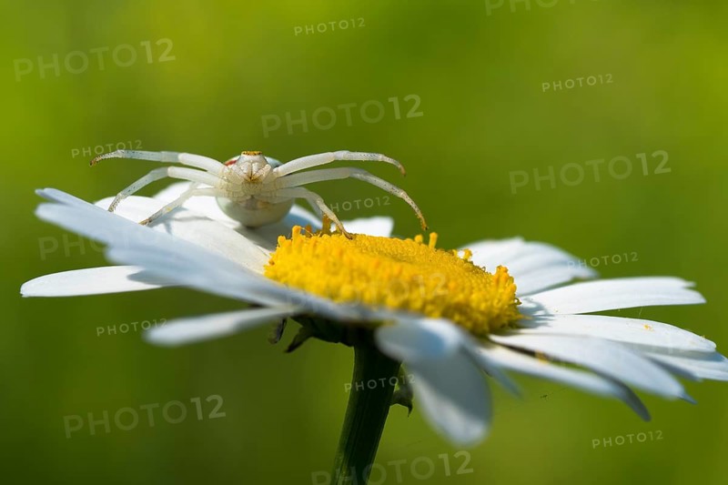 Goldenrod crab spider (Misumena vatia) in lurking position on daisy flower