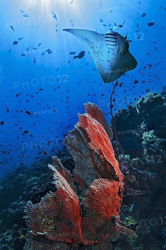 Photomontage