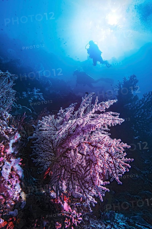 Knotted fan coral (Melithaea ochracea) with divers