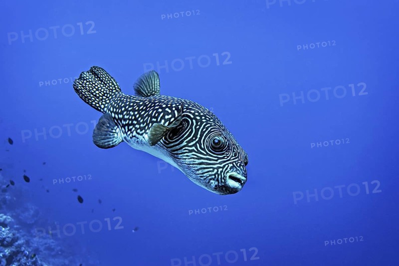 Reticulated Pufferfish (Arothron reticularis) Wakatobi Dive Resort