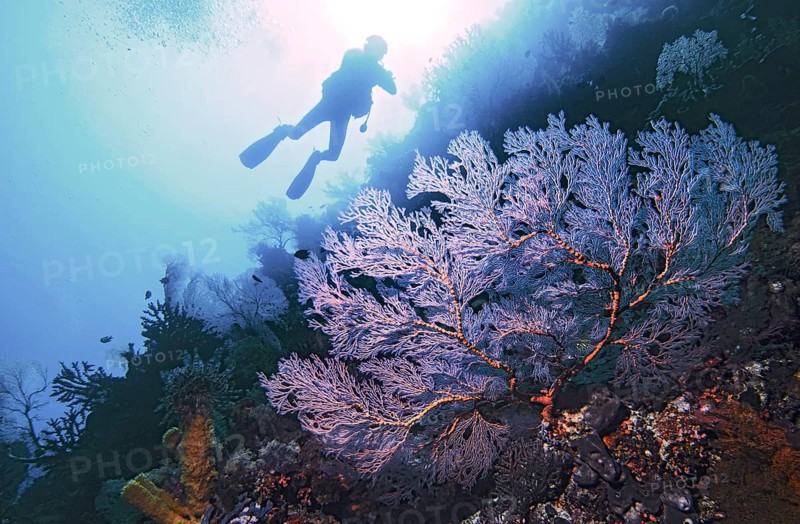 Knotted fan coral (Melithaea ochracea) with diver