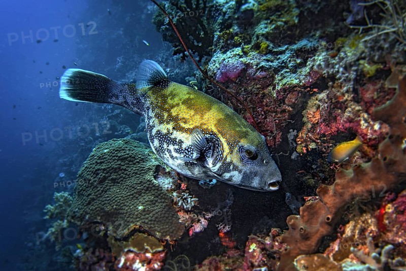 Spotted pufferfish (Arothrom caeruleopunctatus)