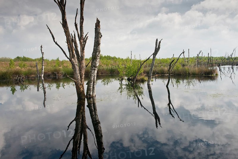 Rewetted bog
