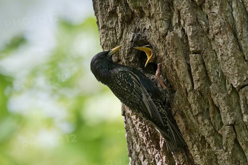 Starling (Sturnus vulgaris)