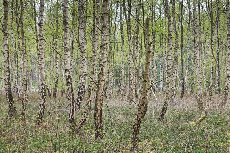 Birch grove (Betula pendula)