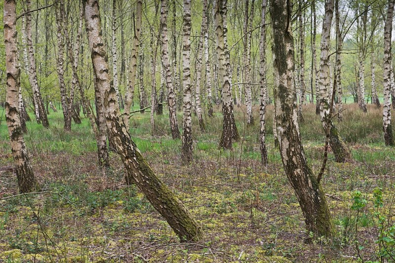 Birch grove (Betula pendula)