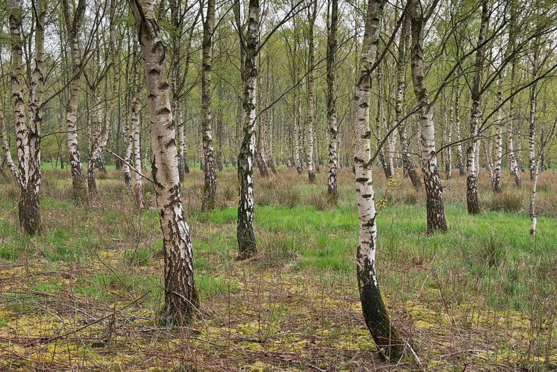 Birch grove (Betula pendula)