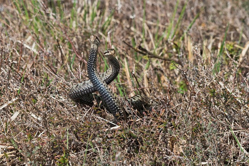 Common European vipers (Vipera berus)