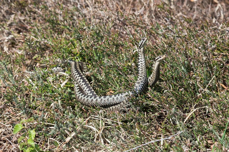 Common European vipers (Vipera berus)