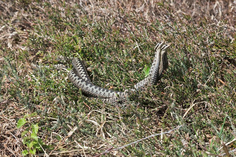 Common European vipers (Vipera berus)