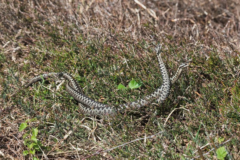 Common European vipers (Vipera berus)