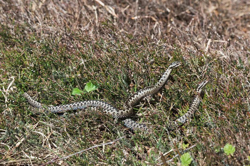Common European vipers (Vipera berus)