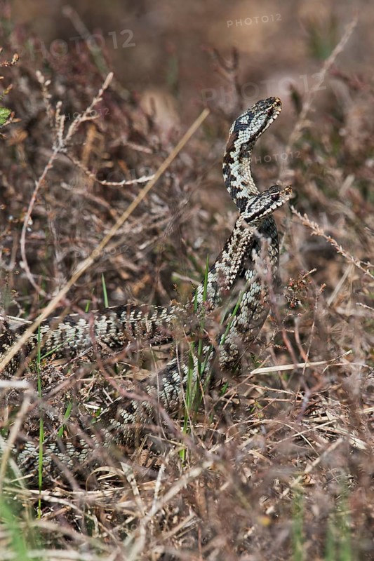 Common European vipers (Vipera berus)