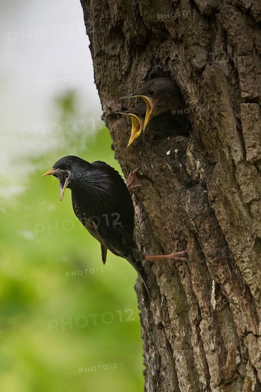 Starling (Sturnus vulgaris)