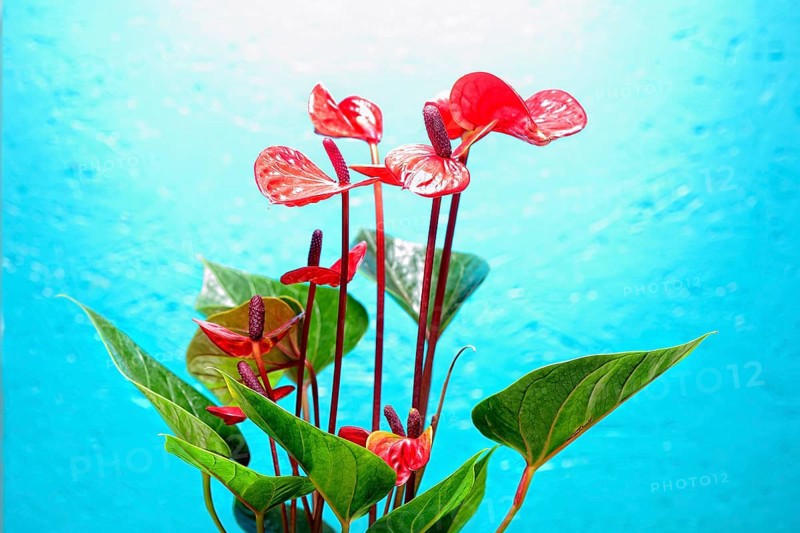 Flamingo flower (Anthurium paradiso)