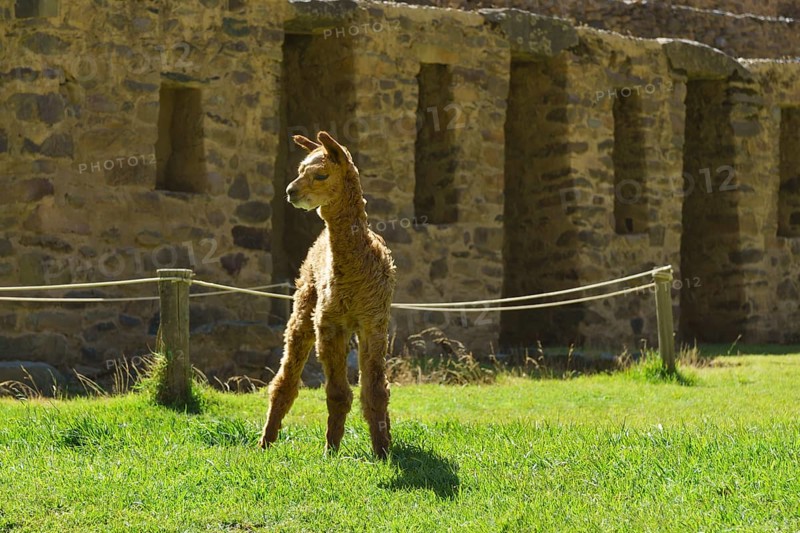 Young alpaca (Vicugna pacos) in front of the Inca ruins