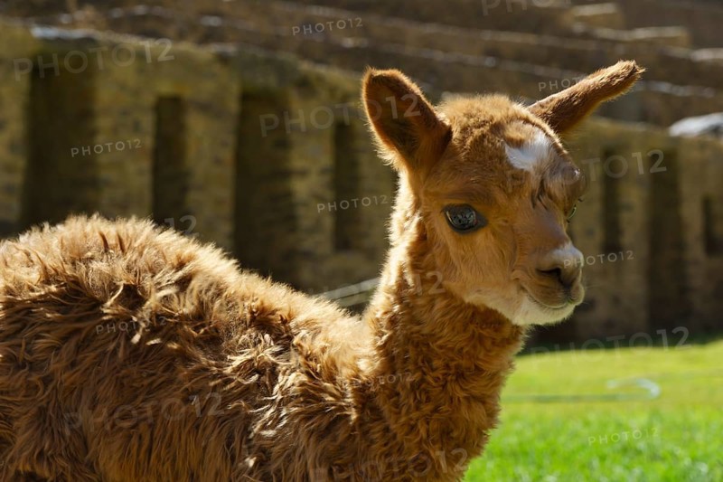 Young alpaca (Vicugna pacos) in front of the Inca ruins