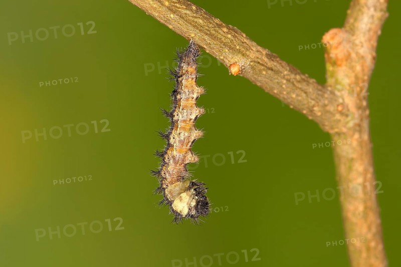 Caterpillar
