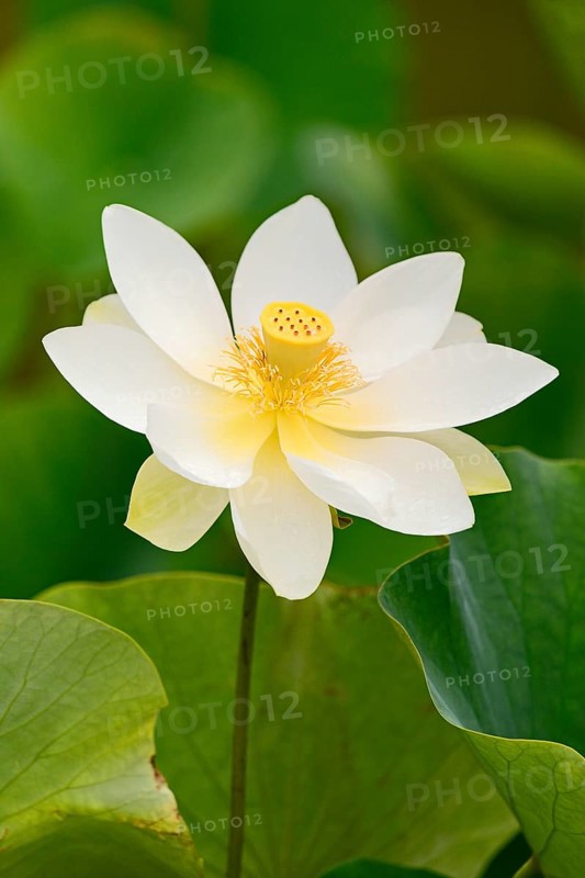Lotus (Nelumbo) lotus flower