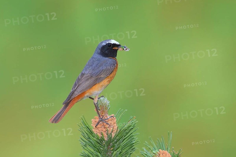 Common redstart (Phoenicurus phoenicurus)