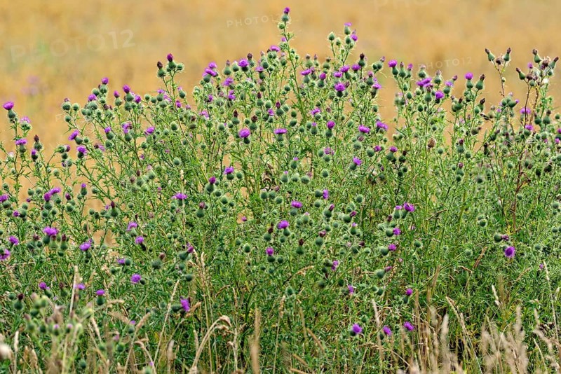 Spear Thistle (Cirsium vulgare)