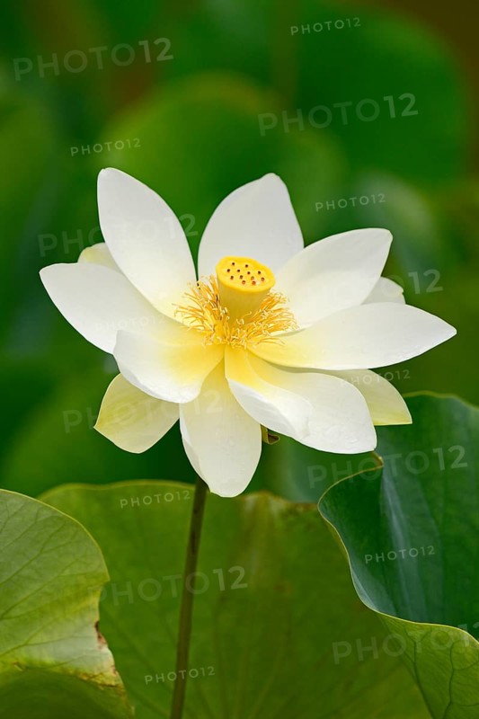 Lotus (Nelumbo) lotus flower