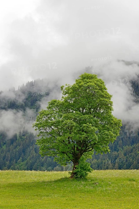 Sycamore maple (Acer pseudoplatanus)