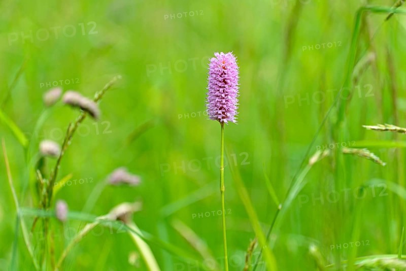 Meadow bistort (Bistorta officinalis)