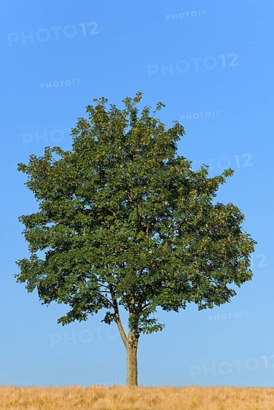 Deciduous tree
